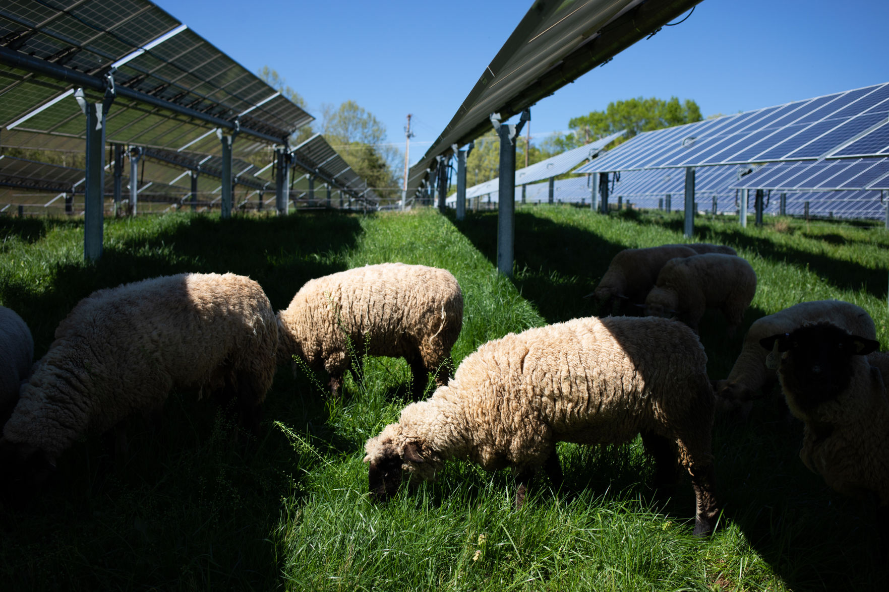Sheep Farm_10.jpg